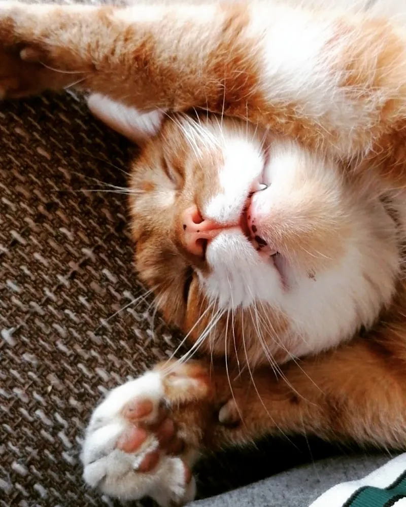 KatzenWohl - mobile Katzenbetreuung — Katzenpension in Biberist, Solothurn. Bewertung 4.9/5.