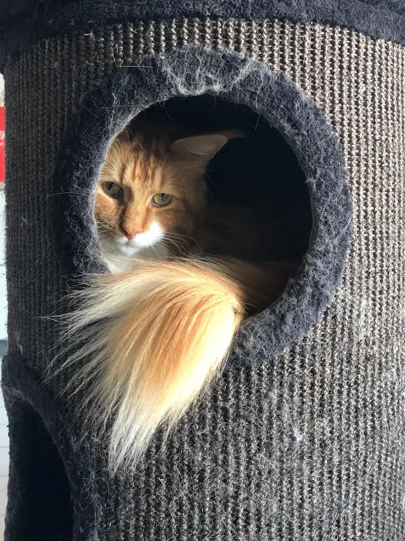 KatzenWohl - mobile Katzenbetreuung — Pension pour chats, Biberist, Soleure. Foto 2