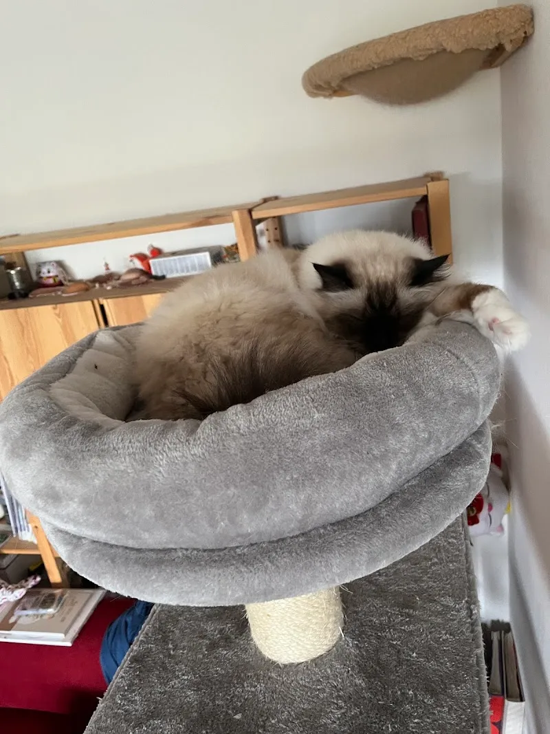 KatzenWohl - mobile Katzenbetreuung — Pension pour chats, Biberist, Soleure. Foto 3