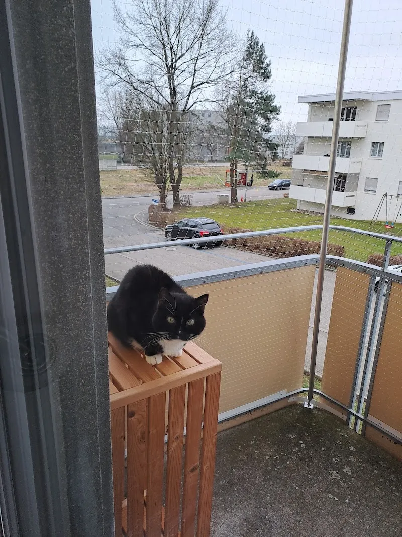 Kinesiologie Peyer — Tierarzt in Ittigen, Bern. Bewertung 5.0/5.