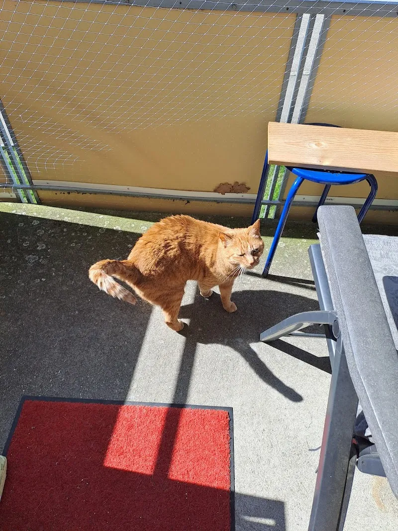 Kinesiologie Peyer — Vétérinaire, Ittigen, Berne. Foto 2