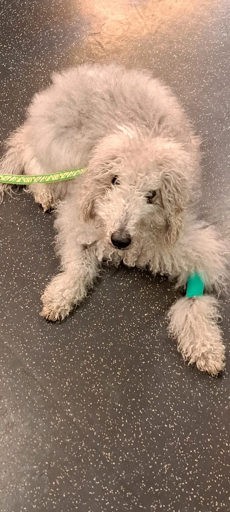 Kleintierklinik — Tierarzt in Bern, Bern. Bewertung 4.5/5.