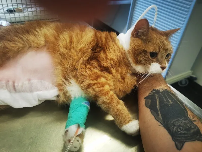 Kleintierklinik — Vétérinaire, Bern, Berne. Foto 3