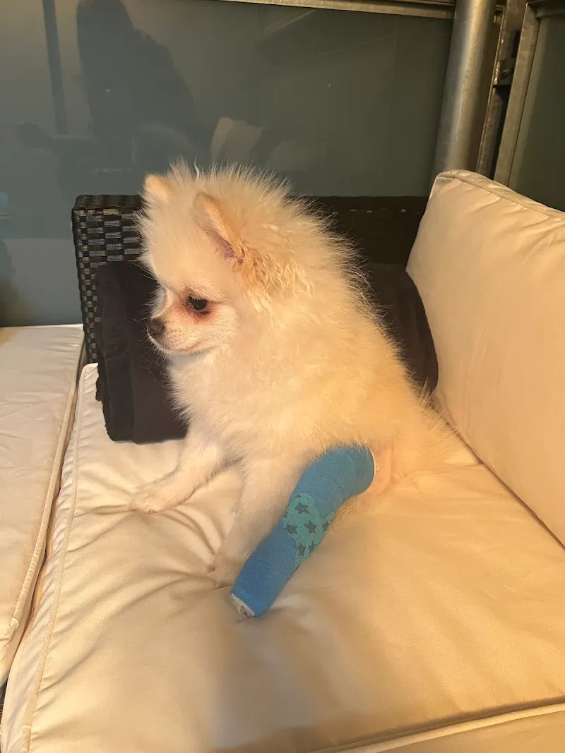 Kleintierklinik S. AG — Tierarzt, Oberflamatt, Freiburg. Foto 3