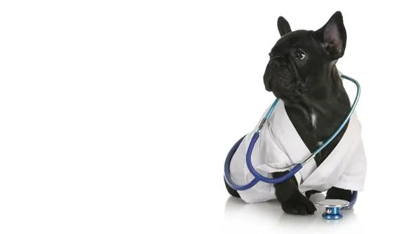 Kleintierpraxis - Dr. med. vet. Fredi Witschi — Tierarzt in Münchenbuchsee, Bern. Bewertung 4.7/5.