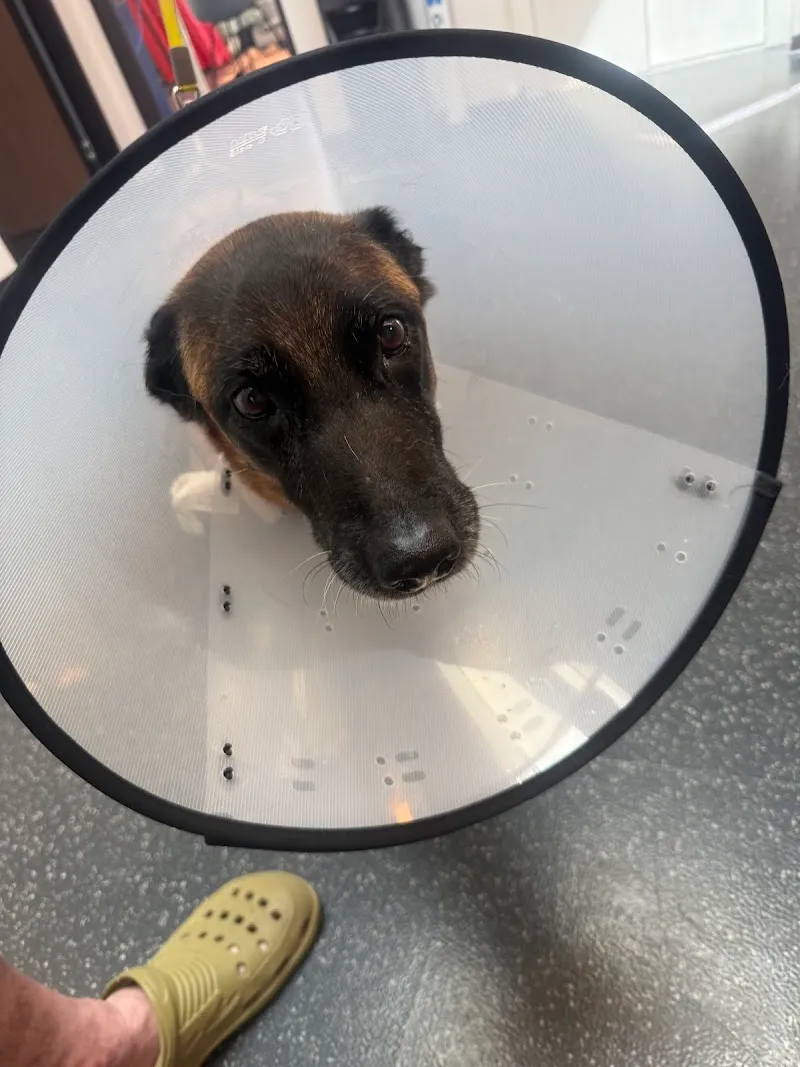 Kleintierpraxis - Dr. med. vet. Fredi Witschi — Vétérinaire, Münchenbuchsee, Berne. Foto 2