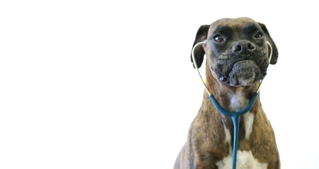 Kleintierpraxis - Dr. med. vet. Fredi Witschi — Vétérinaire, Münchenbuchsee, Berne. Foto 3