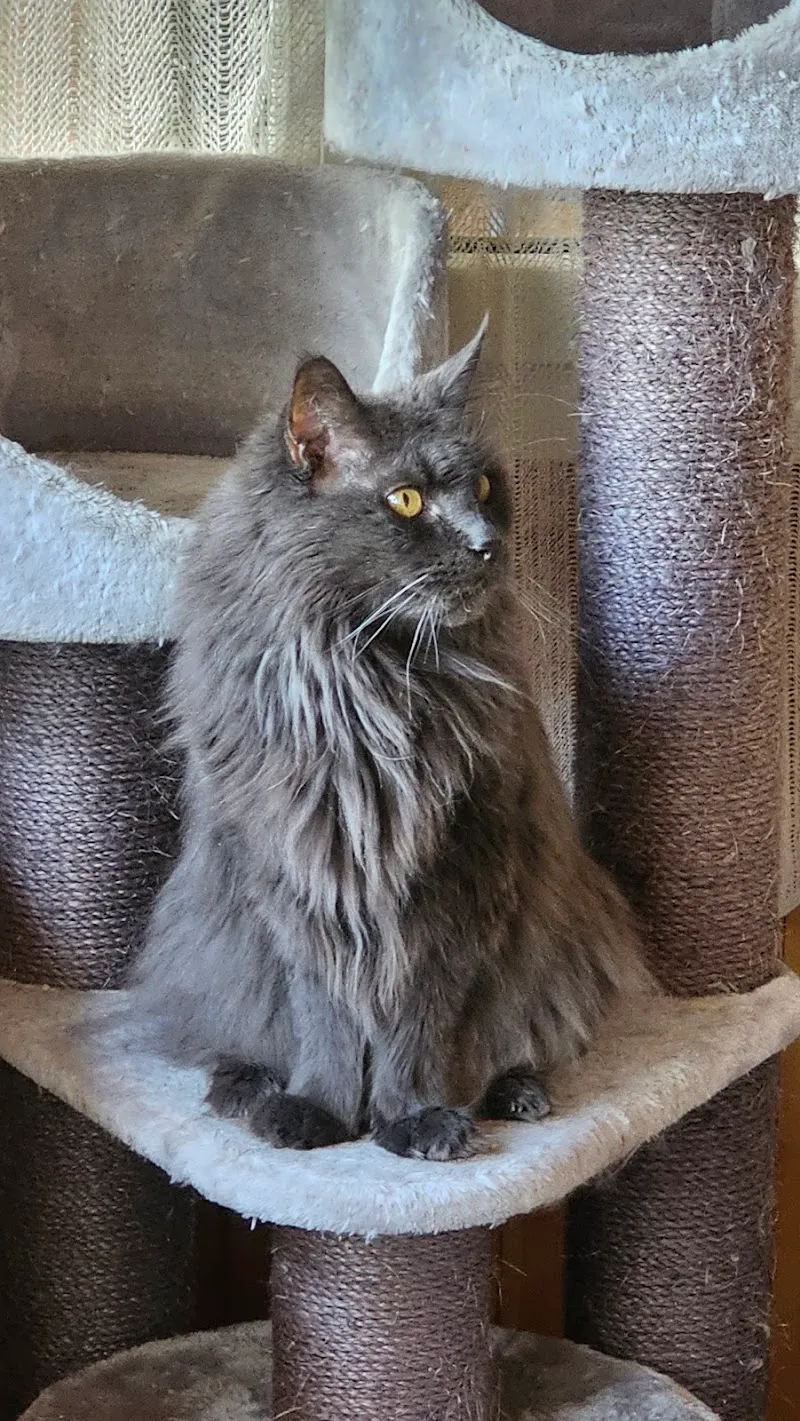 Katzenauffangstation — Katzenpension in Krattigen, Bern. Bewertung 4.4/5.