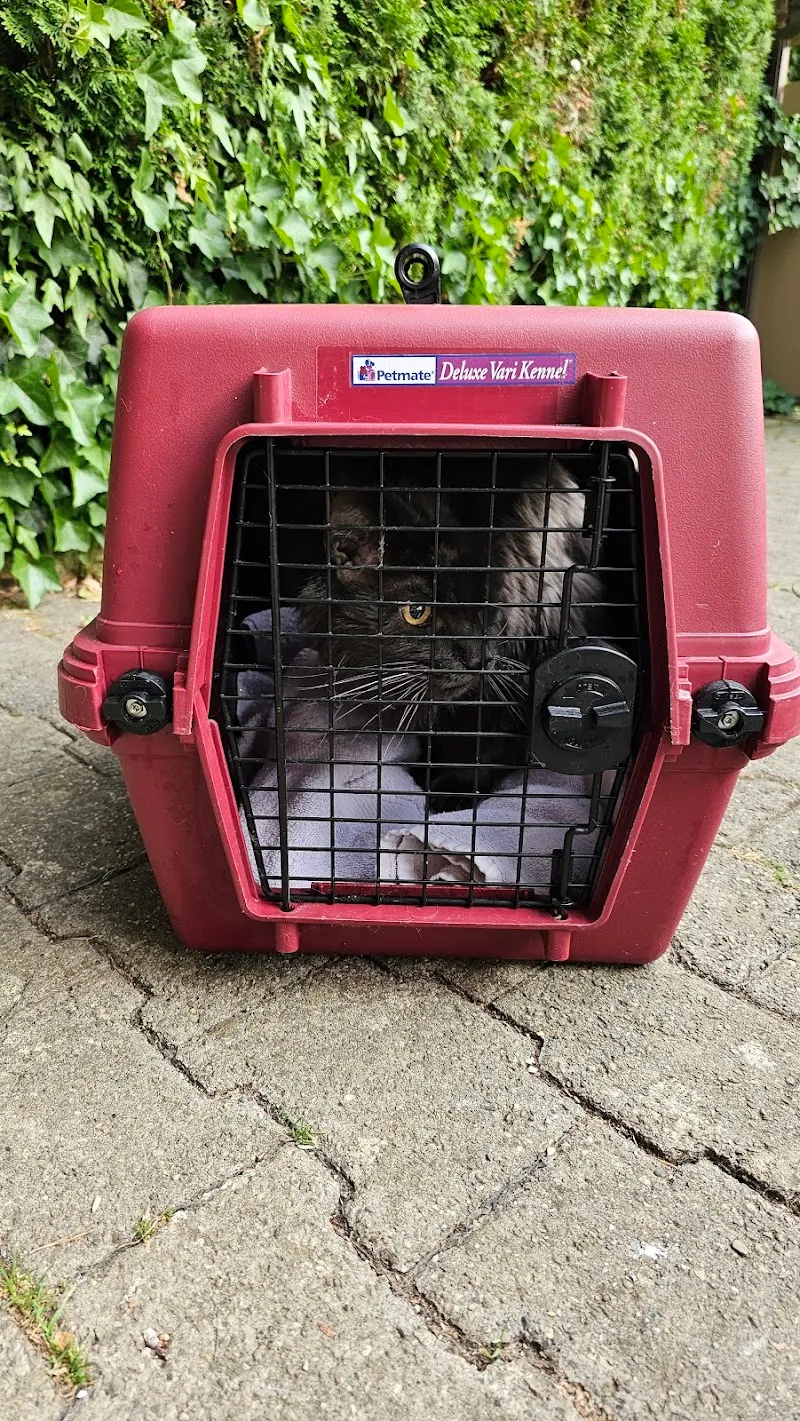 Katzenauffangstation — Katzenpension, Krattigen, Bern. Foto 2