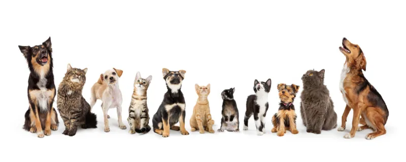 Kleintierpraxis Aare Nord AG — Tierarzt in Zollikofen, Bern. Bewertung 4.8/5.