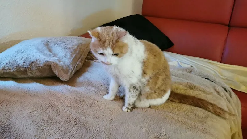 Kleintierpraxis Complevet GmbH — Tierarzt in Büren an der Aare, Bern. Bewertung 4.8/5.