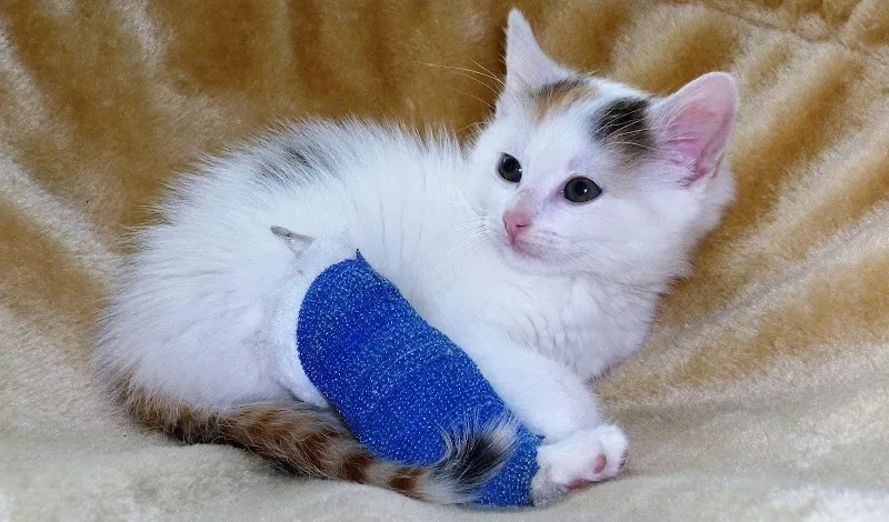 Kleintierpraxis Complevet GmbH — Vétérinaire, Büren an der Aare, Berne. Foto 2