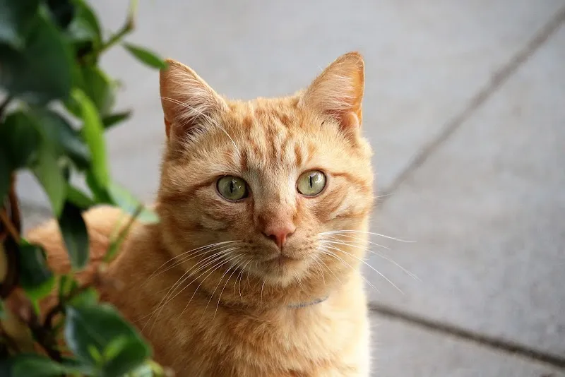 Kleintierpraxis Complevet GmbH — Vétérinaire, Büren an der Aare, Berne. Foto 3