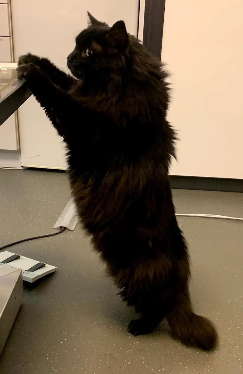 Kleintierpraxis Elfenau GmbH — Vétérinaire, Bern, Berne. Foto 3