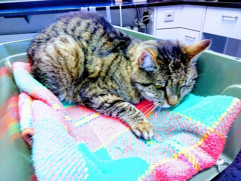 Kleintierpraxis Herzogstrasse — Vétérinaire, Langenthal, Berne. Foto 2