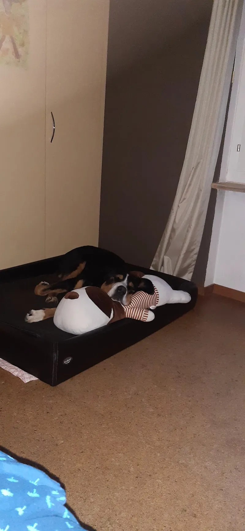 Kleintierpraxis Herzogstrasse — Vétérinaire, Langenthal, Berne. Foto 3