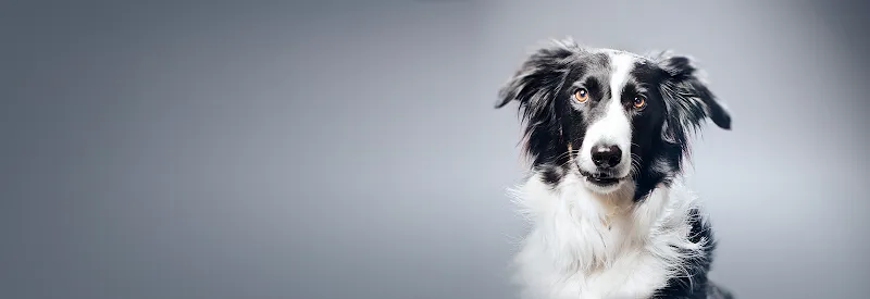 Kleintierpraxis Im Moos AG — Tierarzt in Ins, Bern. Bewertung 4.2/5.