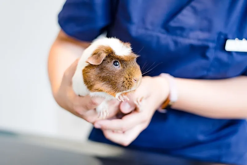 Kleintierpraxis Im Moos AG — Tierarzt, Ins, Bern. Foto 3