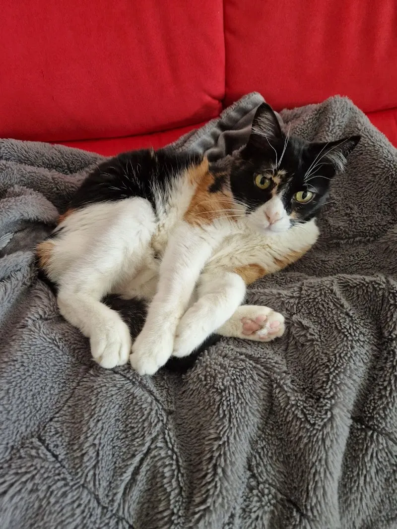 Kleintierpraxis KATUNA — Vétérinaire, Wabern bei Bern, Berne. Foto 2