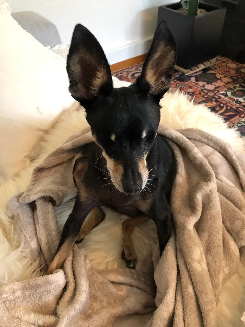 Kleintierpraxis Laupeneck — Tierarzt in Bern, Bern. Bewertung 4.4/5.