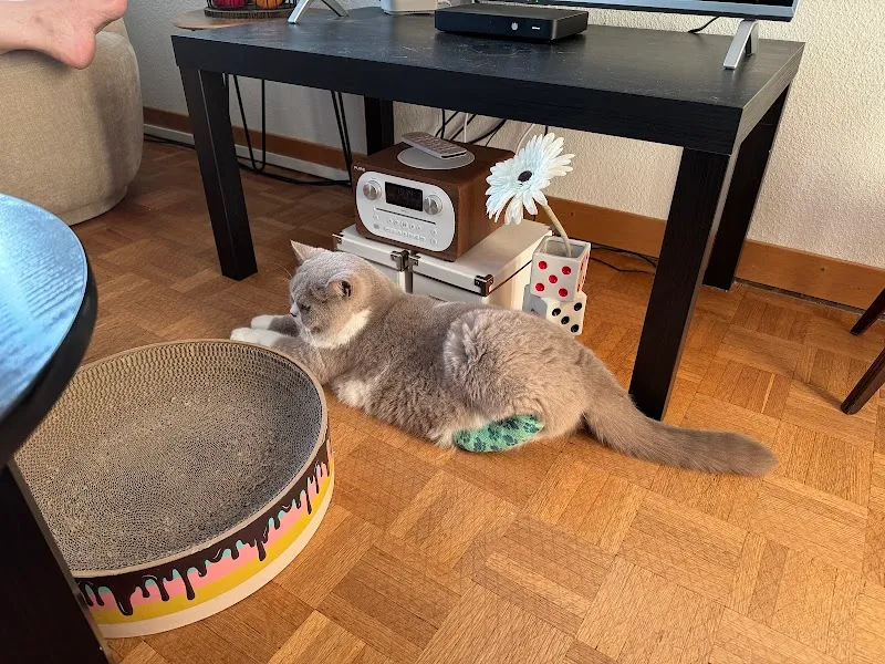 Kleintierpraxis Laupeneck — Vétérinaire, Bern, Berne. Foto 2