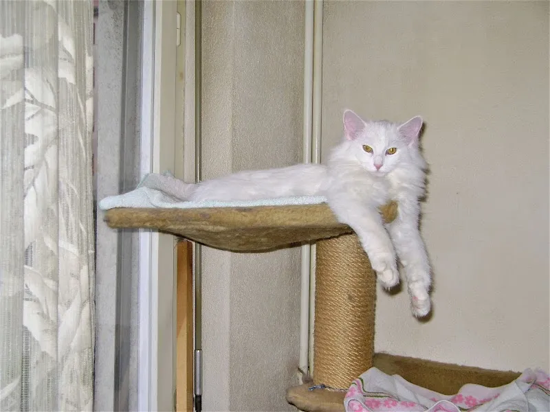 Kleintierpraxis Laupeneck — Vétérinaire, Bern, Berne. Foto 3