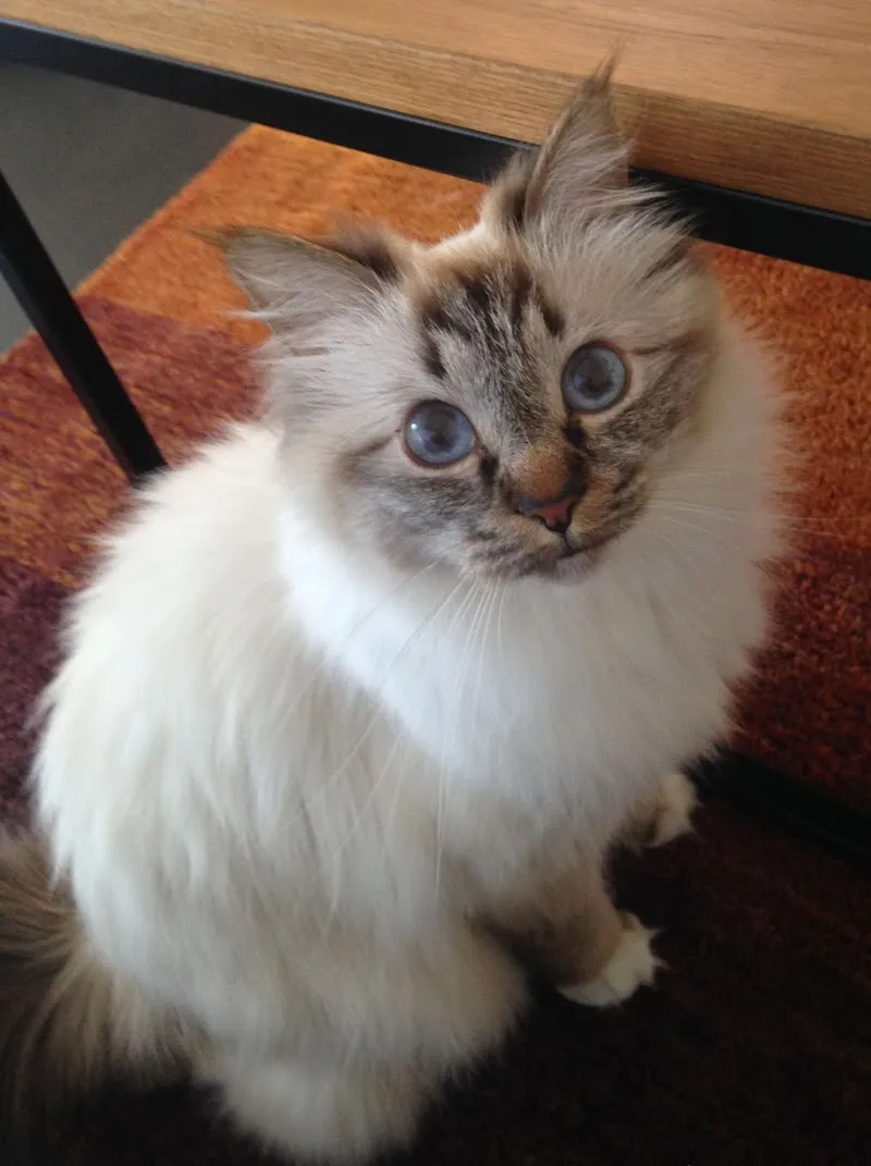 Katzenbetreuung Bern - West — Katzenpension in Bern, Bern. Bewertung 4.8/5.