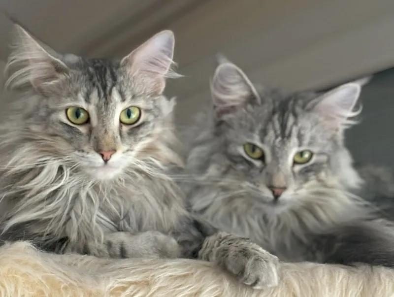 Katzenbetreuung Bern - West — Pension pour chats, Bern, Berne. Foto 2