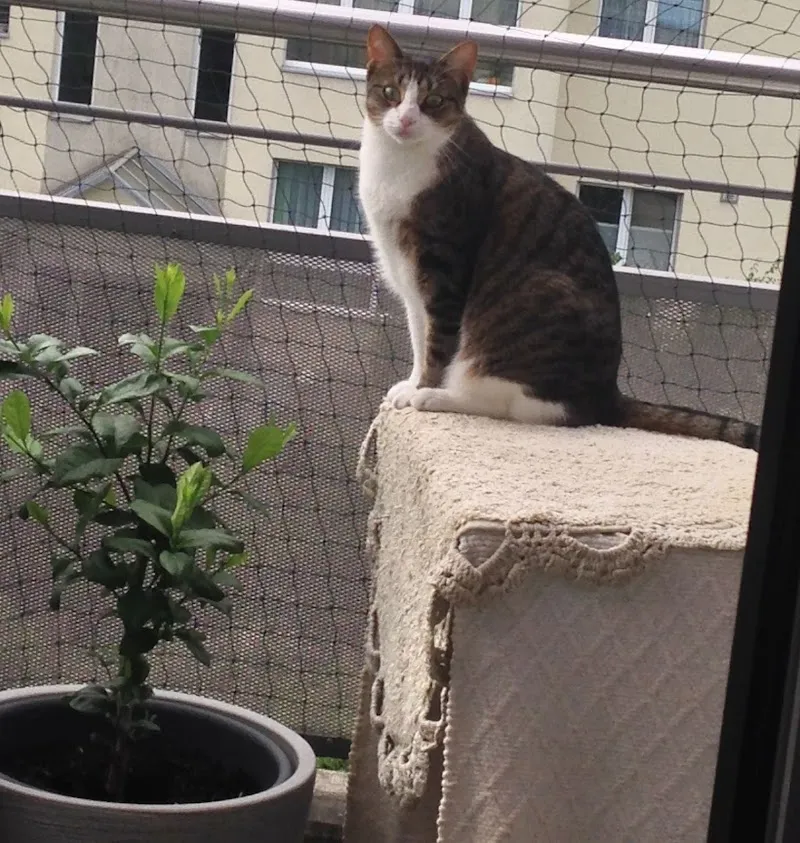 Katzenbetreuung Bern - West — Pension pour chats, Bern, Berne. Foto 3