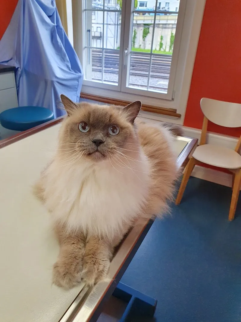 Kleintierpraxis Spiez — Tierarzt, Spiez, Bern. Foto 2