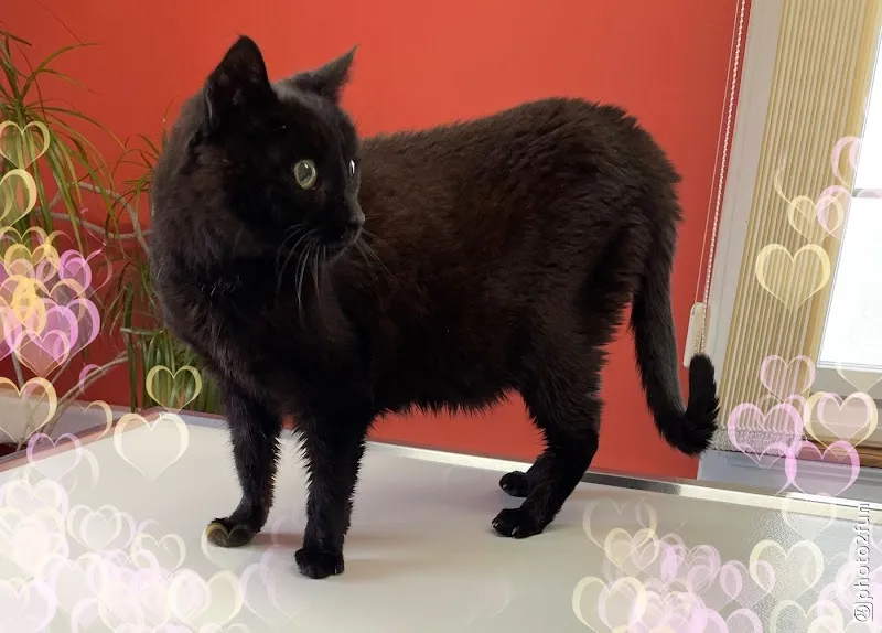 Kleintierpraxis Spiez — Tierarzt, Spiez, Bern. Foto 3