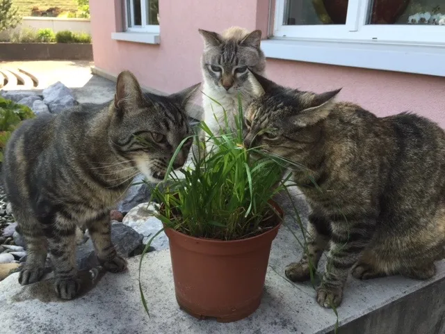 Katzenbetreuung Feriepfötli — Katzenpension in Kehrsatz, Bern. 