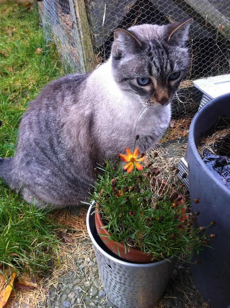 Katzenbetreuung Feriepfötli — Pension pour chats, Kehrsatz, Berne. Foto 2