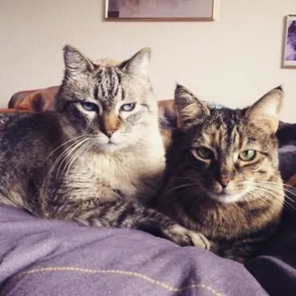 Katzenbetreuung Feriepfötli — Pension pour chats, Kehrsatz, Berne. Foto 3