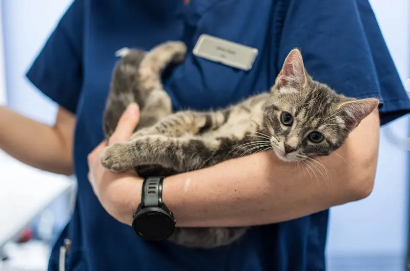 MeikoVet Kleintierpraxis Ittigen — Tierarzt, Ittigen, Bern. Foto 3