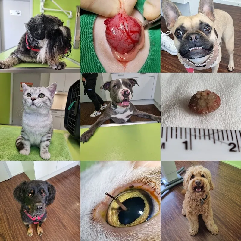 MeikoVet Tierarztpraxis Waldegg Interlaken — Vétérinaire, Interlaken, Berne. Foto 3