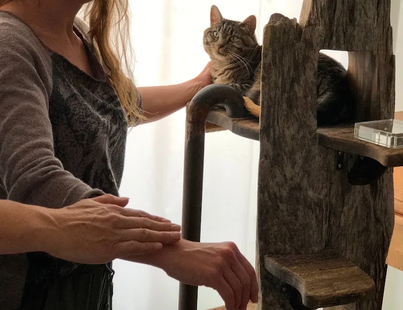 Mobile Tierarztpraxis - Kinesiologie / Verhaltensmedizin — Tierarzt, Ittigen, Bern. Foto 2