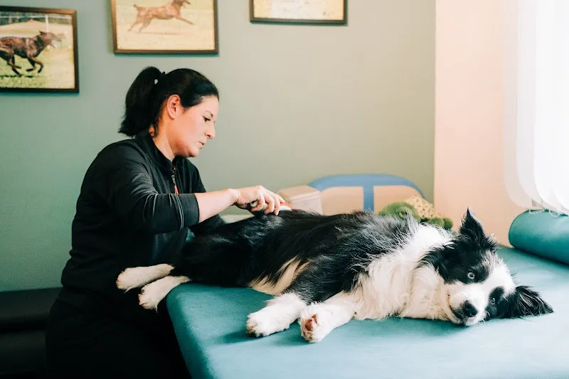 Motus Sana Hundetherapie — Tierdienste in Steffisburg, Bern. Bewertung 5.0/5.