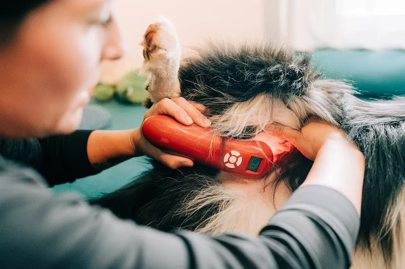 Motus Sana Hundetherapie — Servizio per animali, Steffisburg, Berna. Foto 2