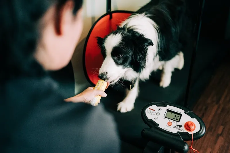 Motus Sana Hundetherapie — Servizio per animali, Steffisburg, Berna. Foto 3