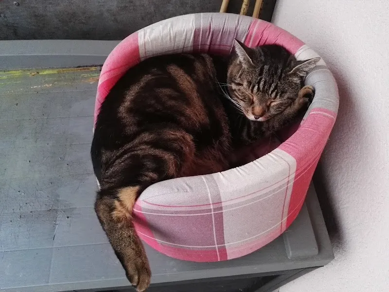 Katzenfee — Katzenpension in Bettlach, Solothurn. Bewertung 5.0/5.