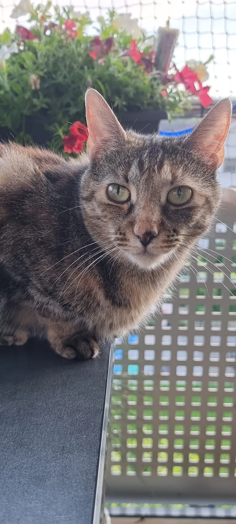 Katzenfee — Pensione per gatti, Bettlach, Soletta. Foto 2