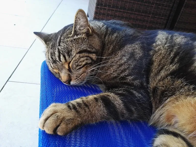 Katzenfee — Pensione per gatti, Bettlach, Soletta. Foto 3