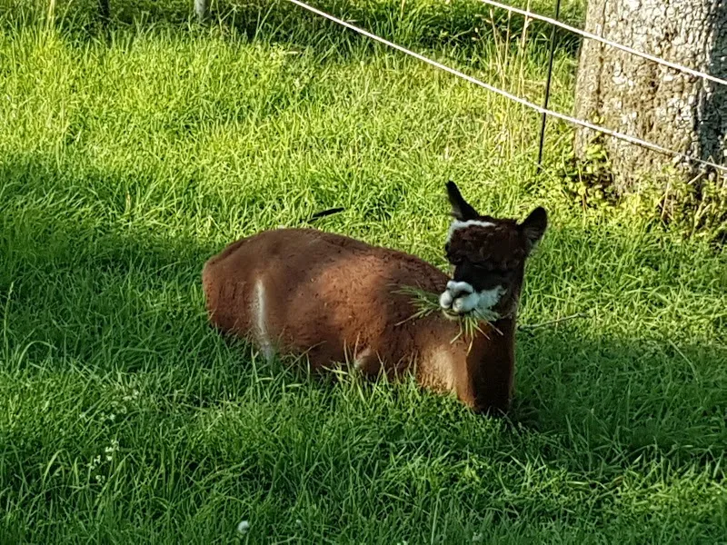 Nutztierklinik — Veterinarian, Bern, Bern. Foto 3