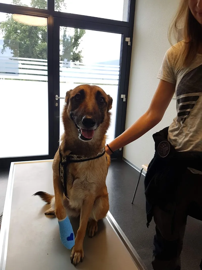 Praxis 4 Pfoten Dr. U. von Bodungen — Veterinarian, Port, Bern. Foto 2