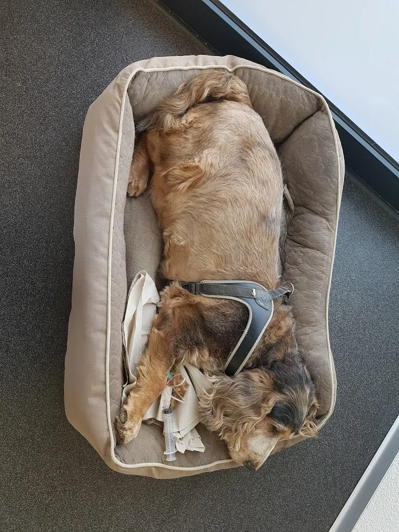 Praxis 4 Pfoten Dr. U. von Bodungen — Veterinarian, Port, Bern. Foto 3