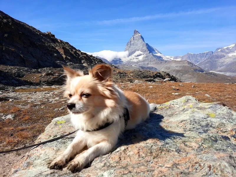 Simmevet AG — Tierarzt, Wimmis, Bern. Foto 2