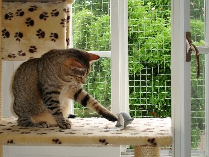 Katzenhotel Müsli und Rudin Tierberatung — Katzenpension, Allschwil, Basel-Landschaft. Foto 2