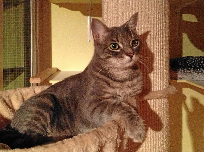 Katzenhotel Müsli und Rudin Tierberatung — Katzenpension, Allschwil, Basel-Landschaft. Foto 3