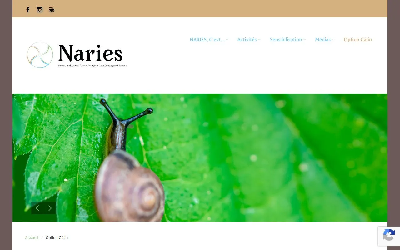 Option Câlin — Katzenpension in Chêne-Bourg, Genf. 